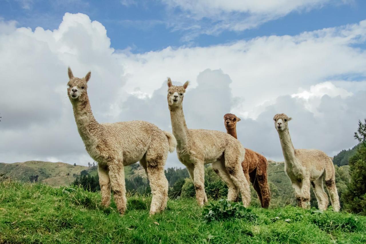 Luxury Stay, Alpaca Farm Paraparaumu Exterior foto